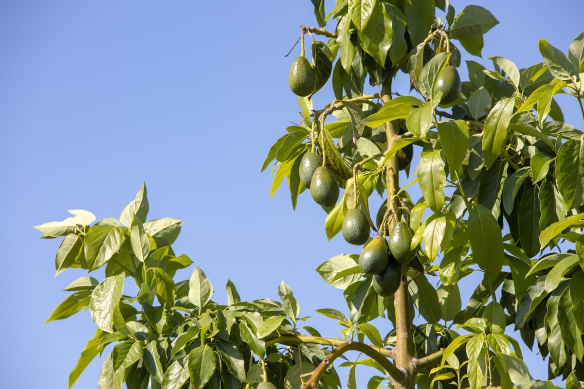 arbol de paltas